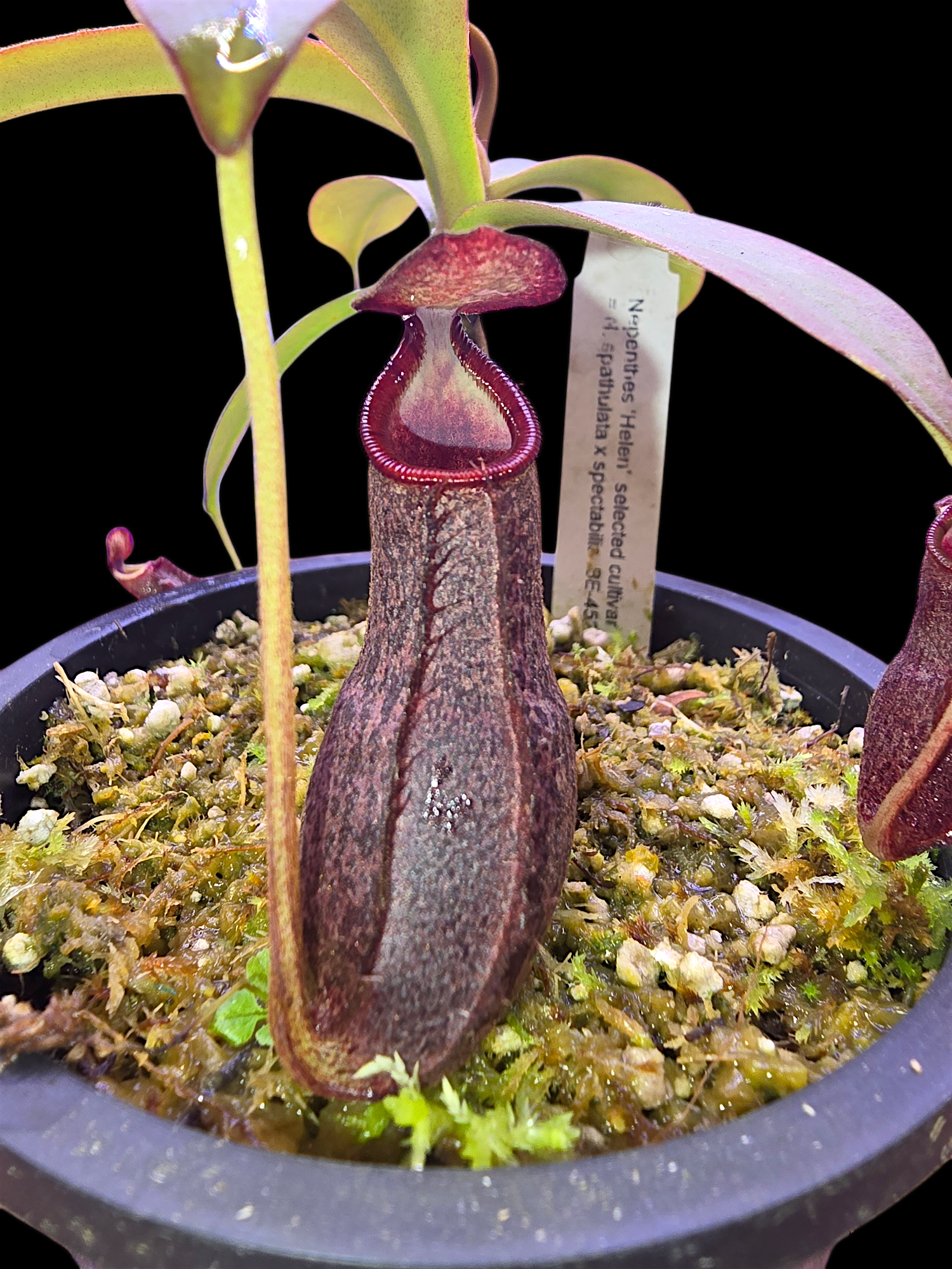 Nepethes 'Helen' selected cultivar  spatulata x spectabilis BE-4528