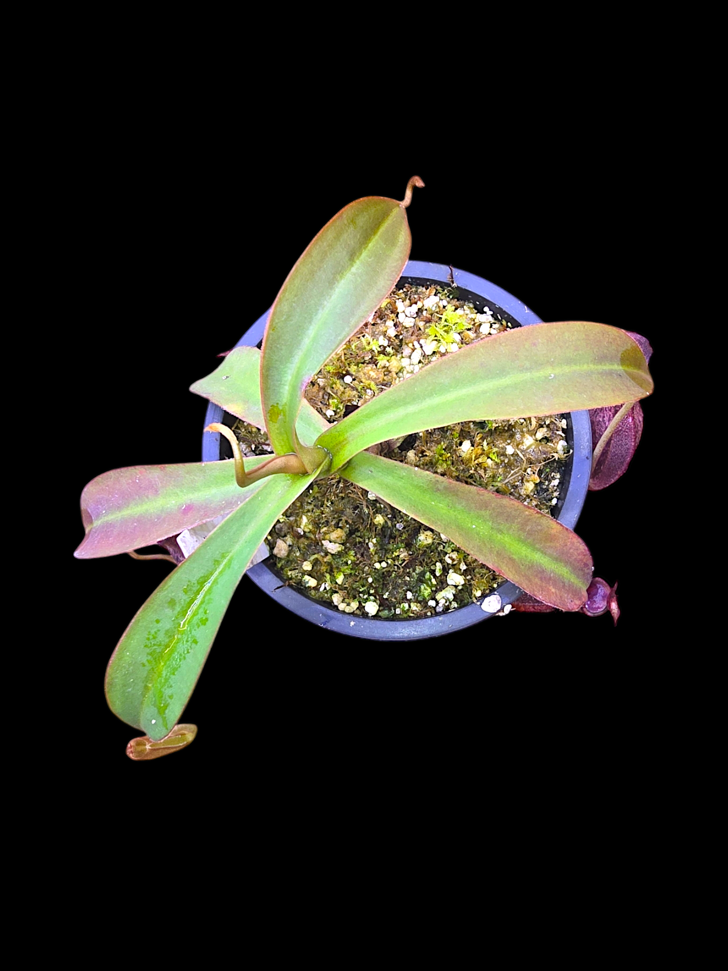 Nepethes 'Helen' selected cultivar  spatulata x spectabilis BE-4528