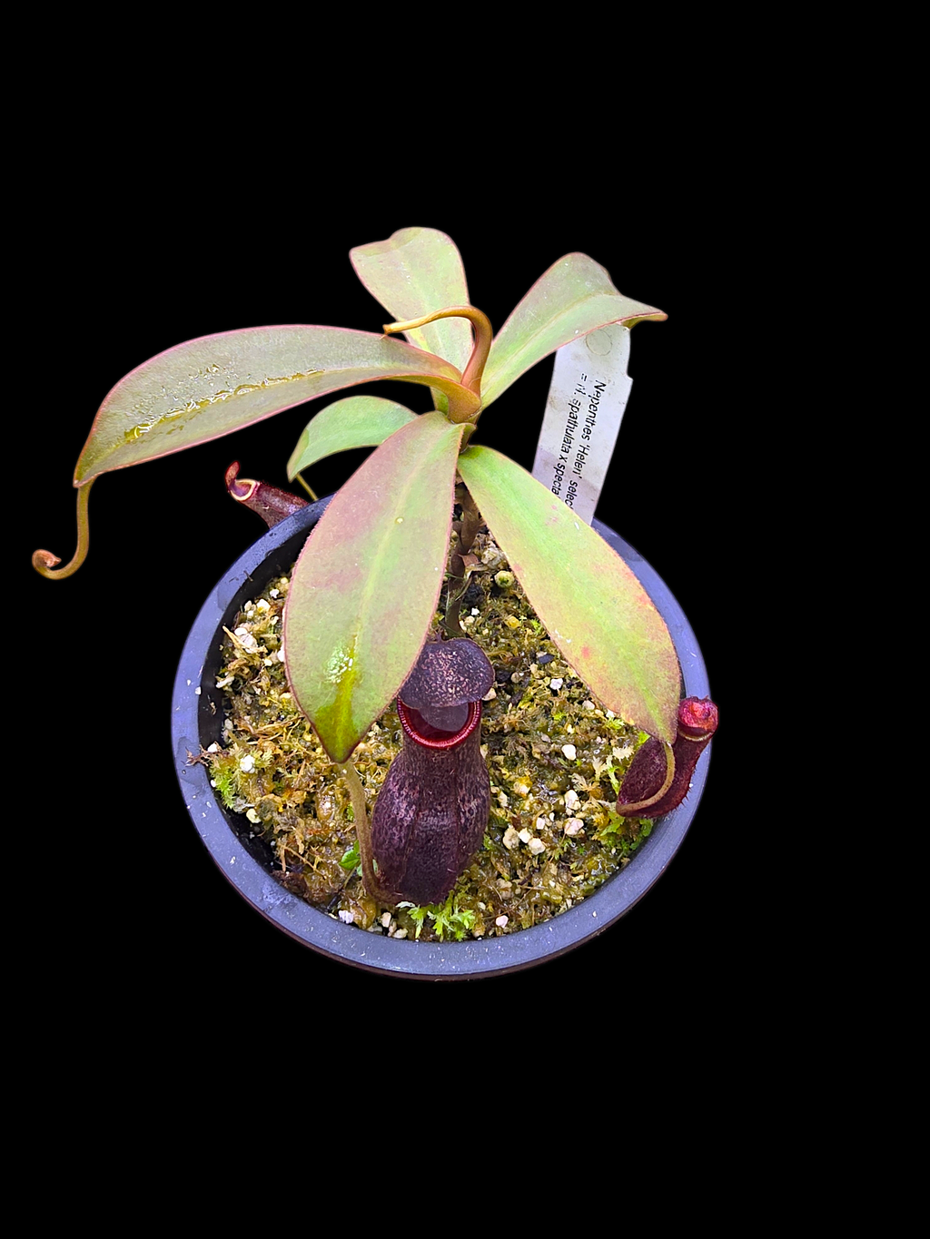 Nepethes 'Helen' selected cultivar  spatulata x spectabilis BE-4528