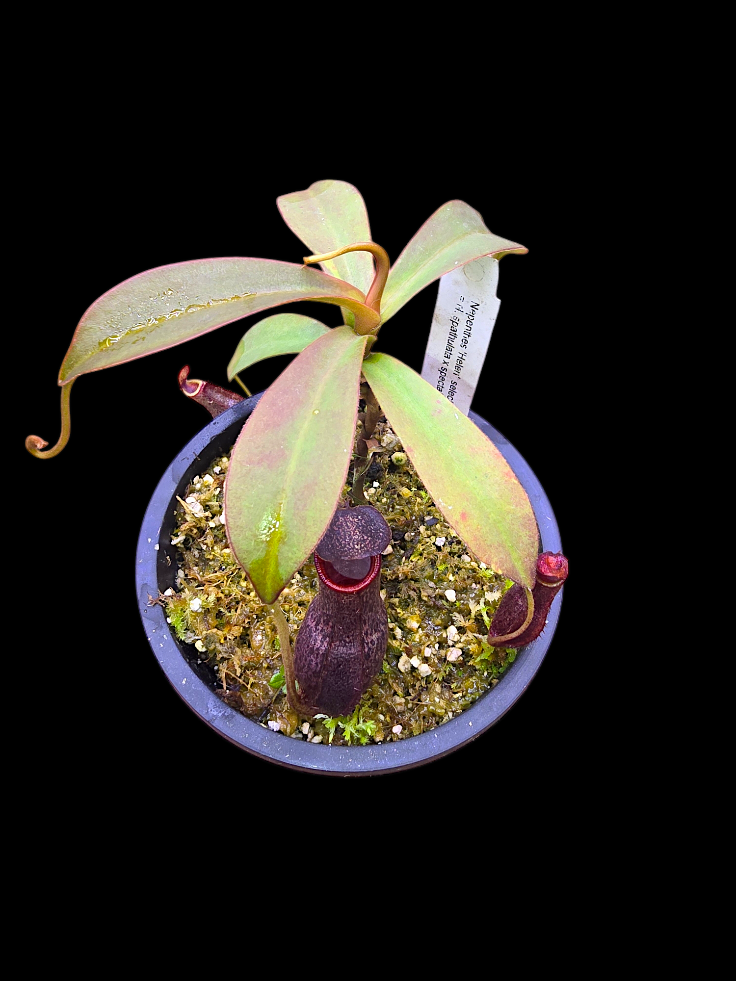 Nepethes 'Helen' selected cultivar  spatulata x spectabilis BE-4528
