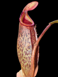 Nepenthes rajah x platychila BE-4509