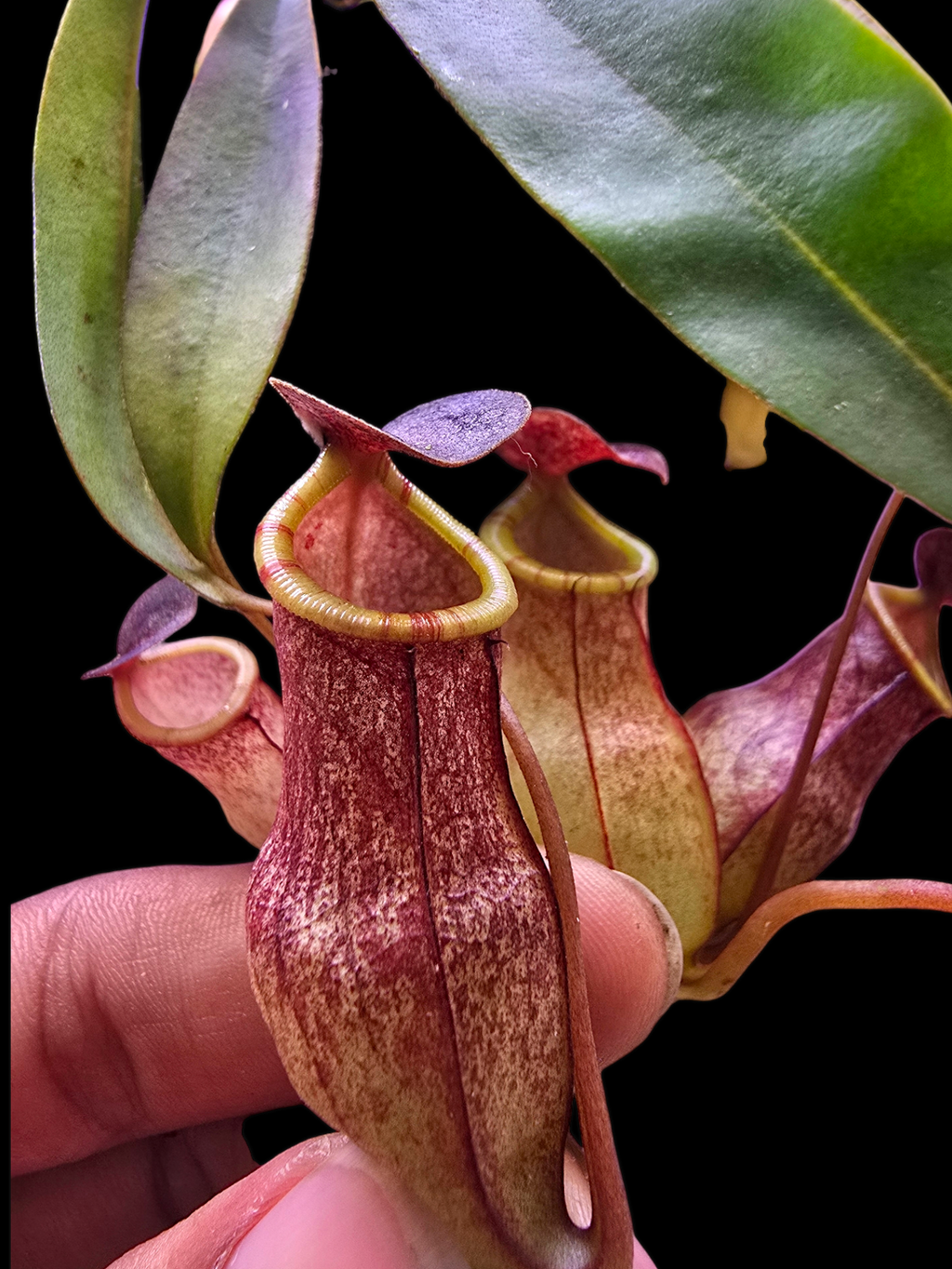 Nepenthes eustachya x tenuis BE- 3971