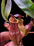 Nepenthes eustachya x tenuis BE- 3971