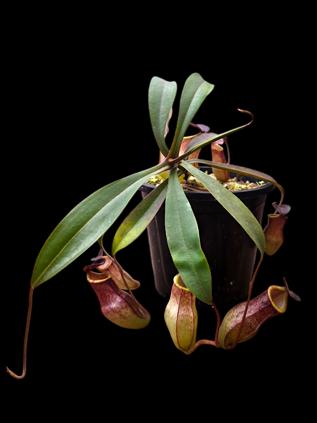 Nepenthes eustachya x tenuis BE- 3971