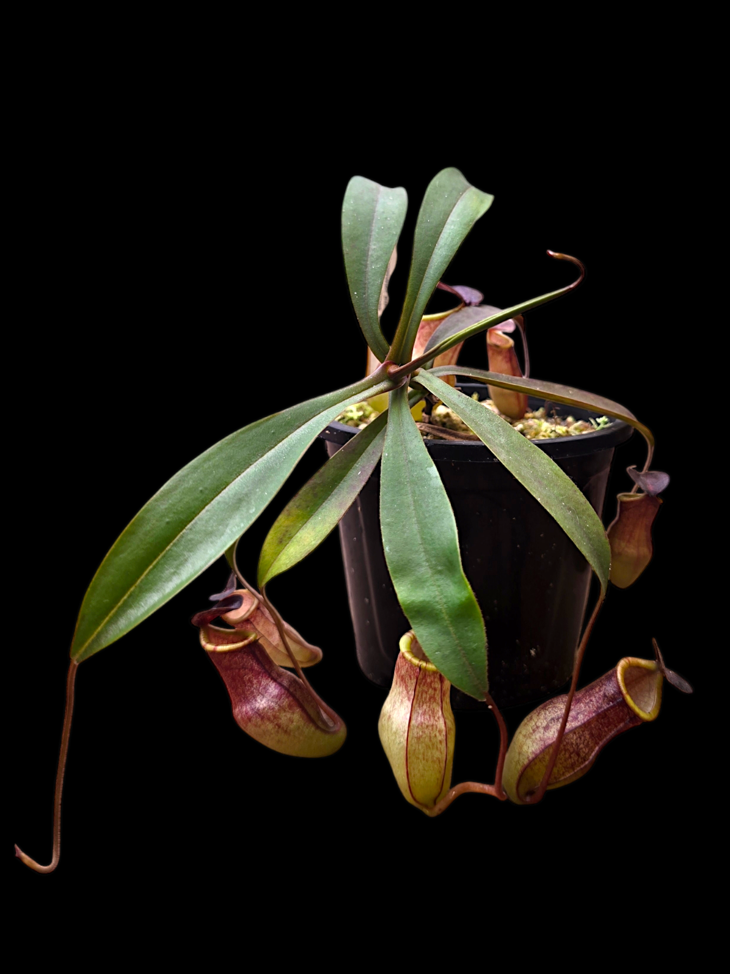 Nepenthes eustachya x tenuis BE- 3971