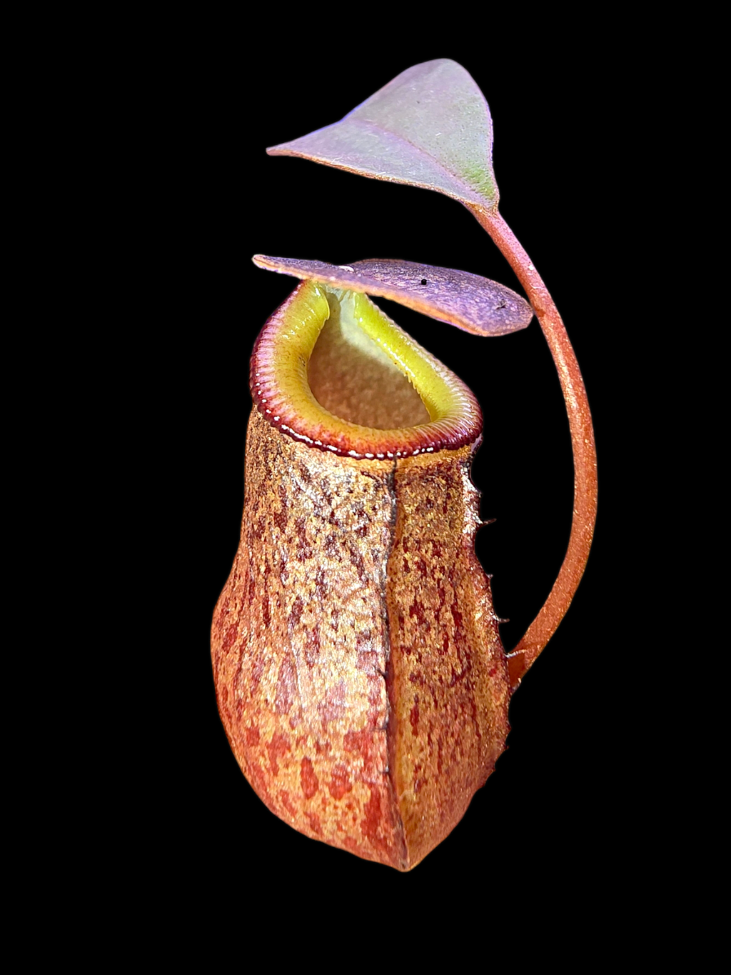 Nepenthes burkei x tenuis BE-4535
