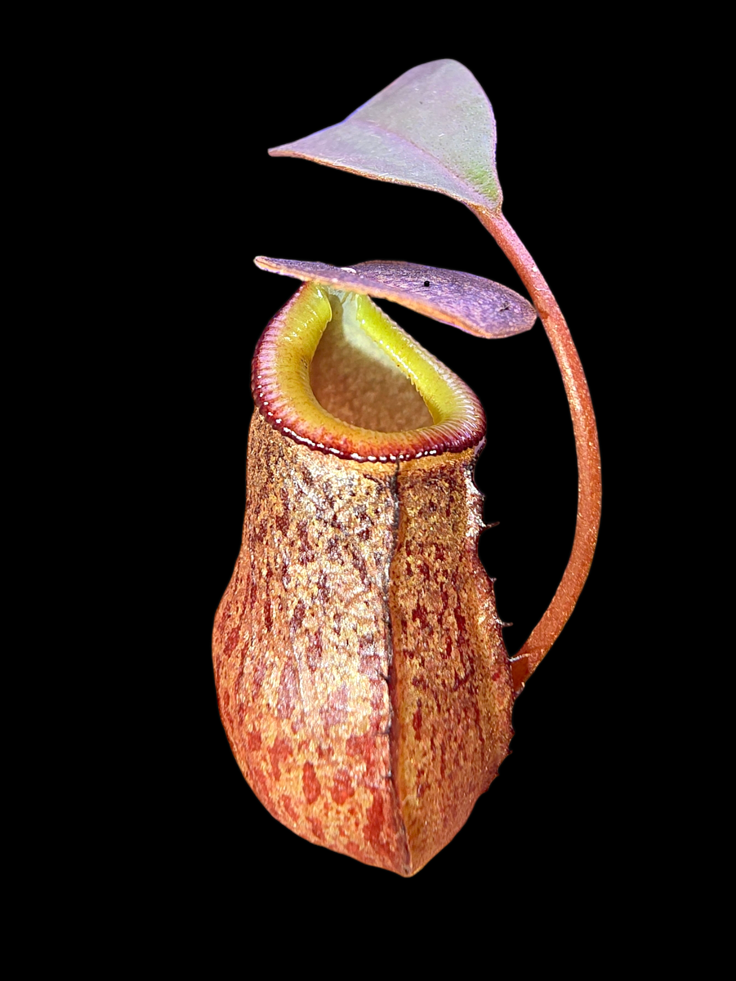 Nepenthes burkei x tenuis BE-4535