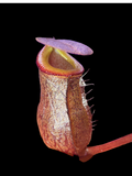 Nepenthes burkei x tenuis BE-4535