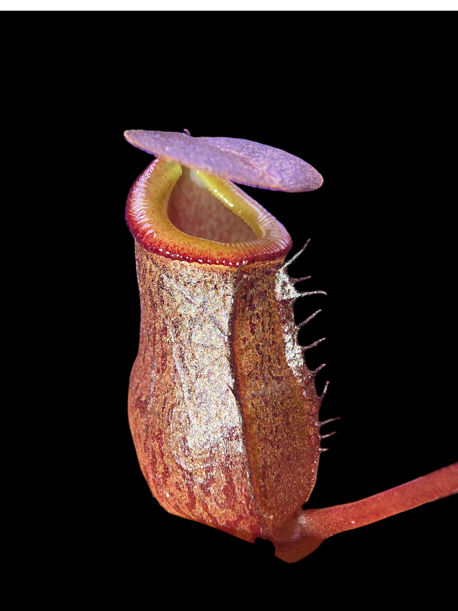 Nepenthes burkei x tenuis BE-4535