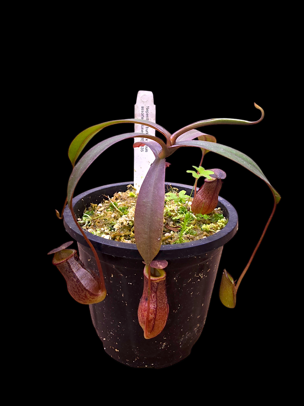 Nepenthes burkei x tenuis BE-4535