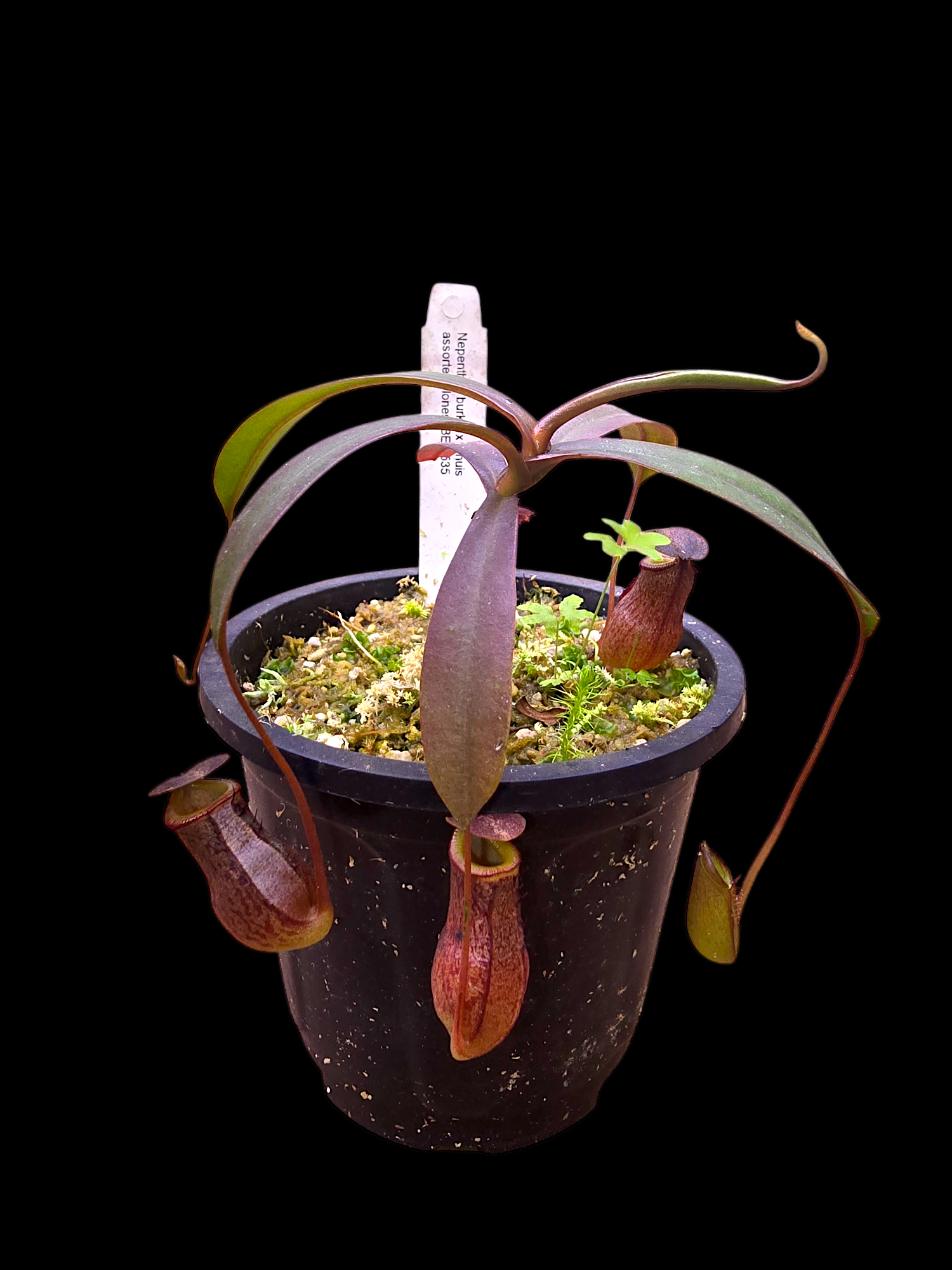 Nepenthes burkei x tenuis BE-4535