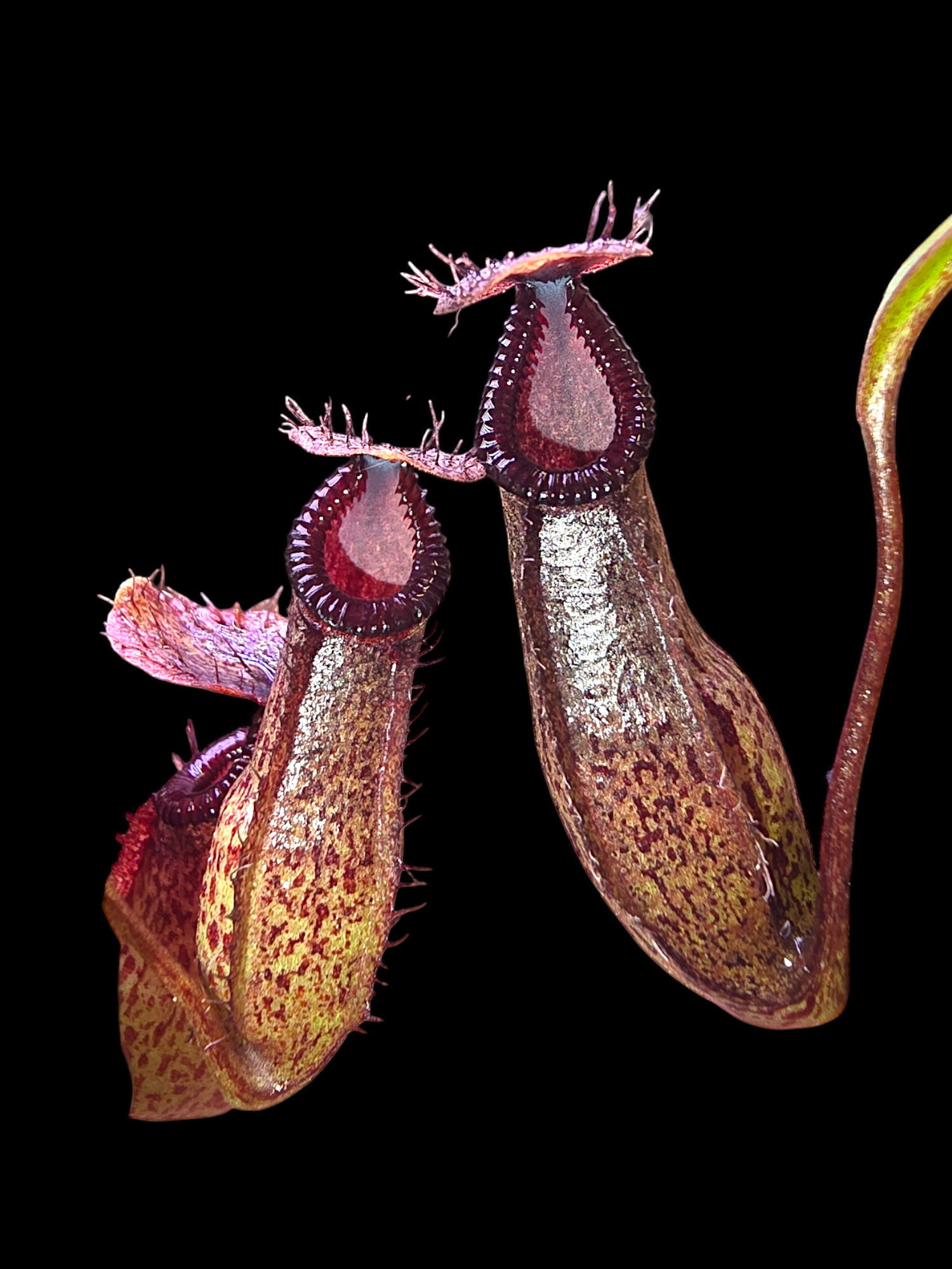 Nepenthes burkei x hamata BE- 3747 – The Shaman Valley