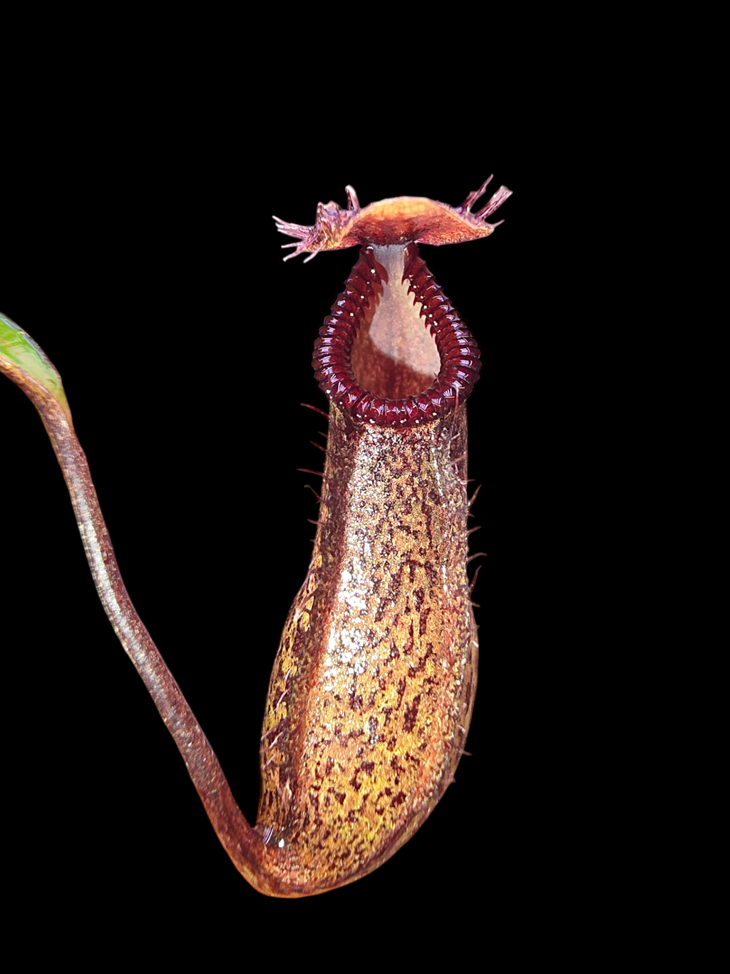 Nepenthes burkei x hamata       BE- 3747