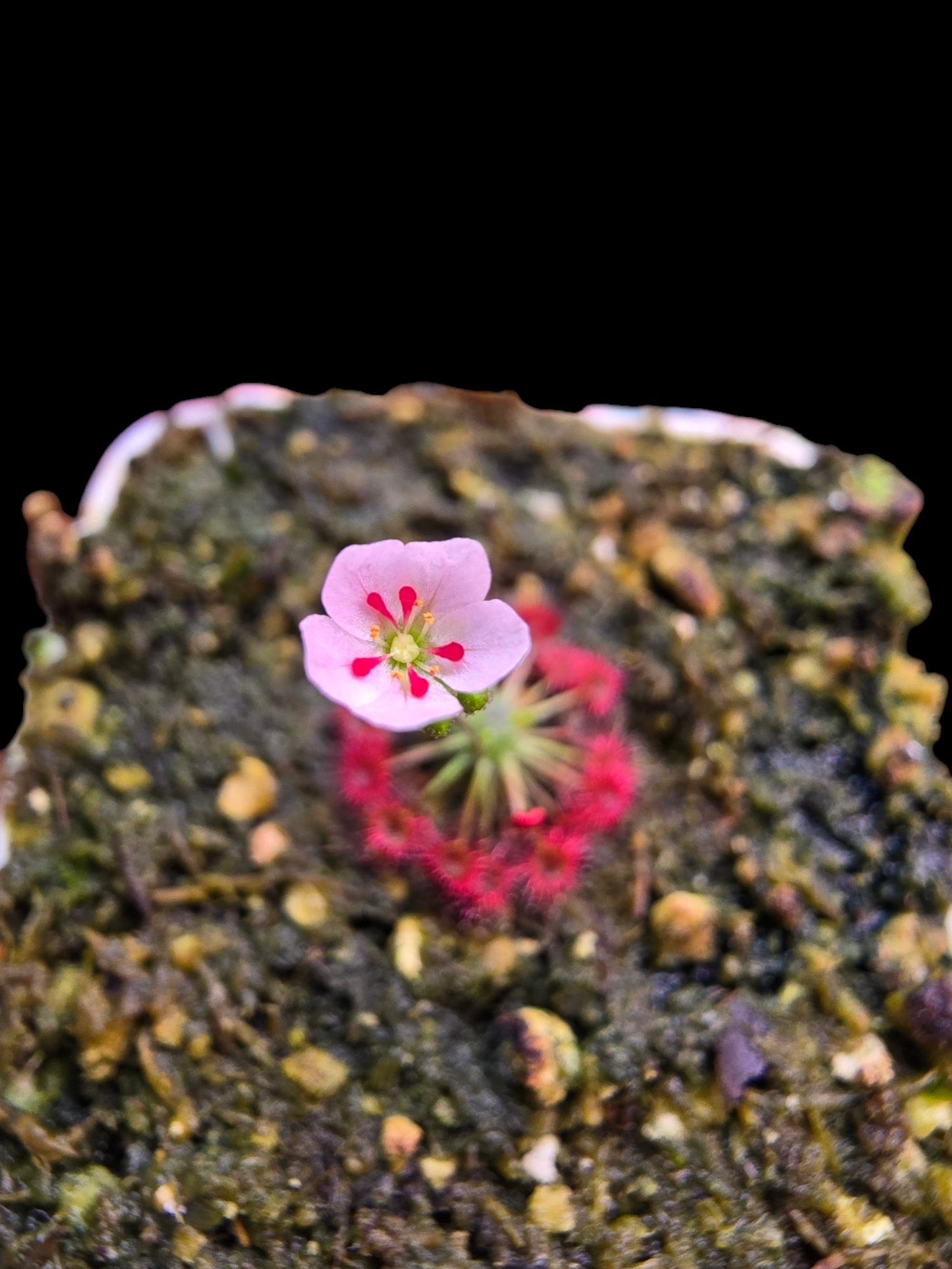 Drosera x carbarup