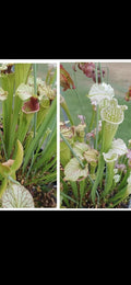 Sarracenia open pollinated hybrid
