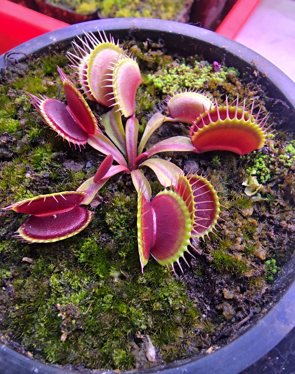 Dionaea muscipula ‘Ginormous' (diflora) – The Shaman Valley