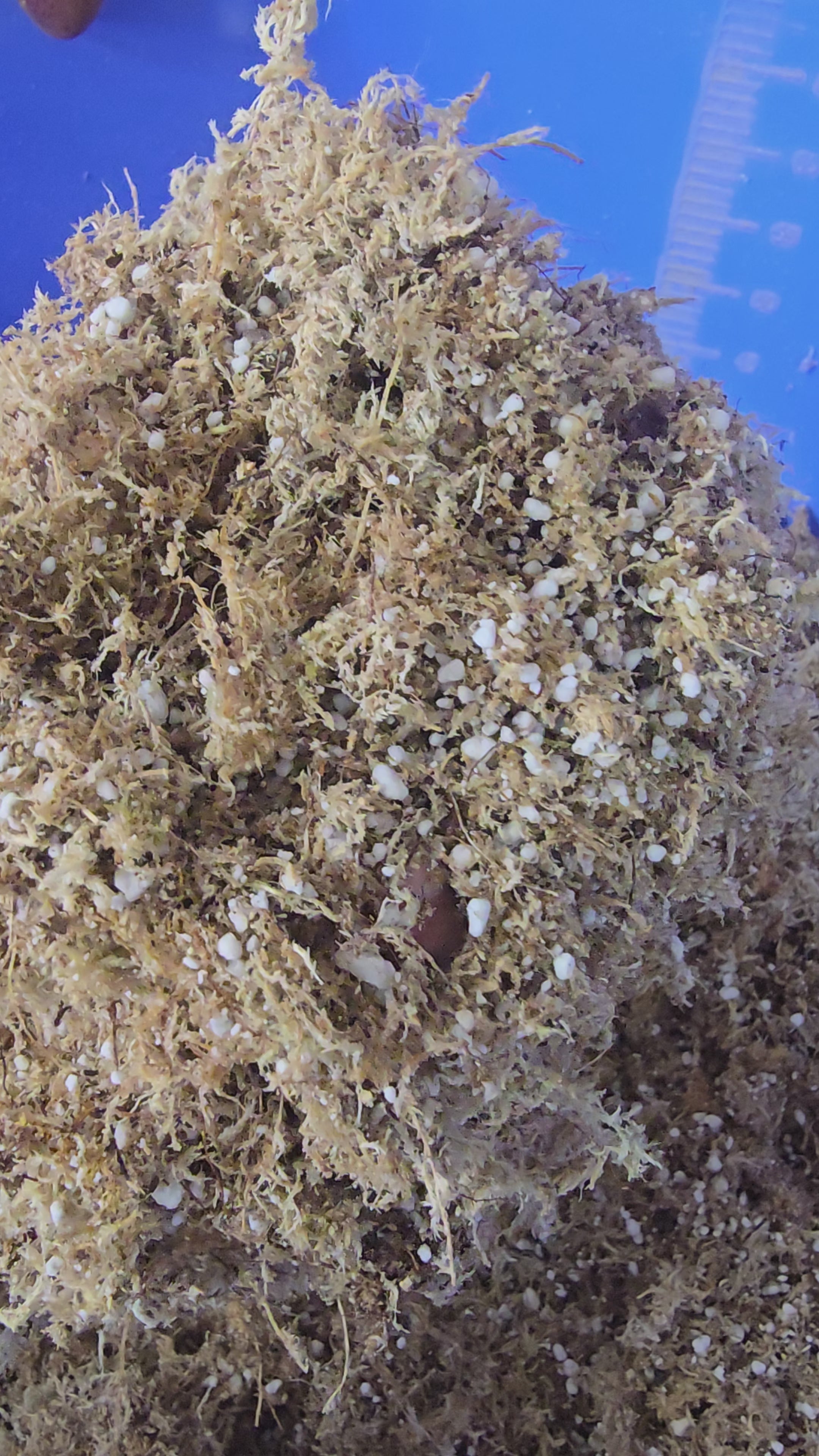 Potting mix for carnivorous plants