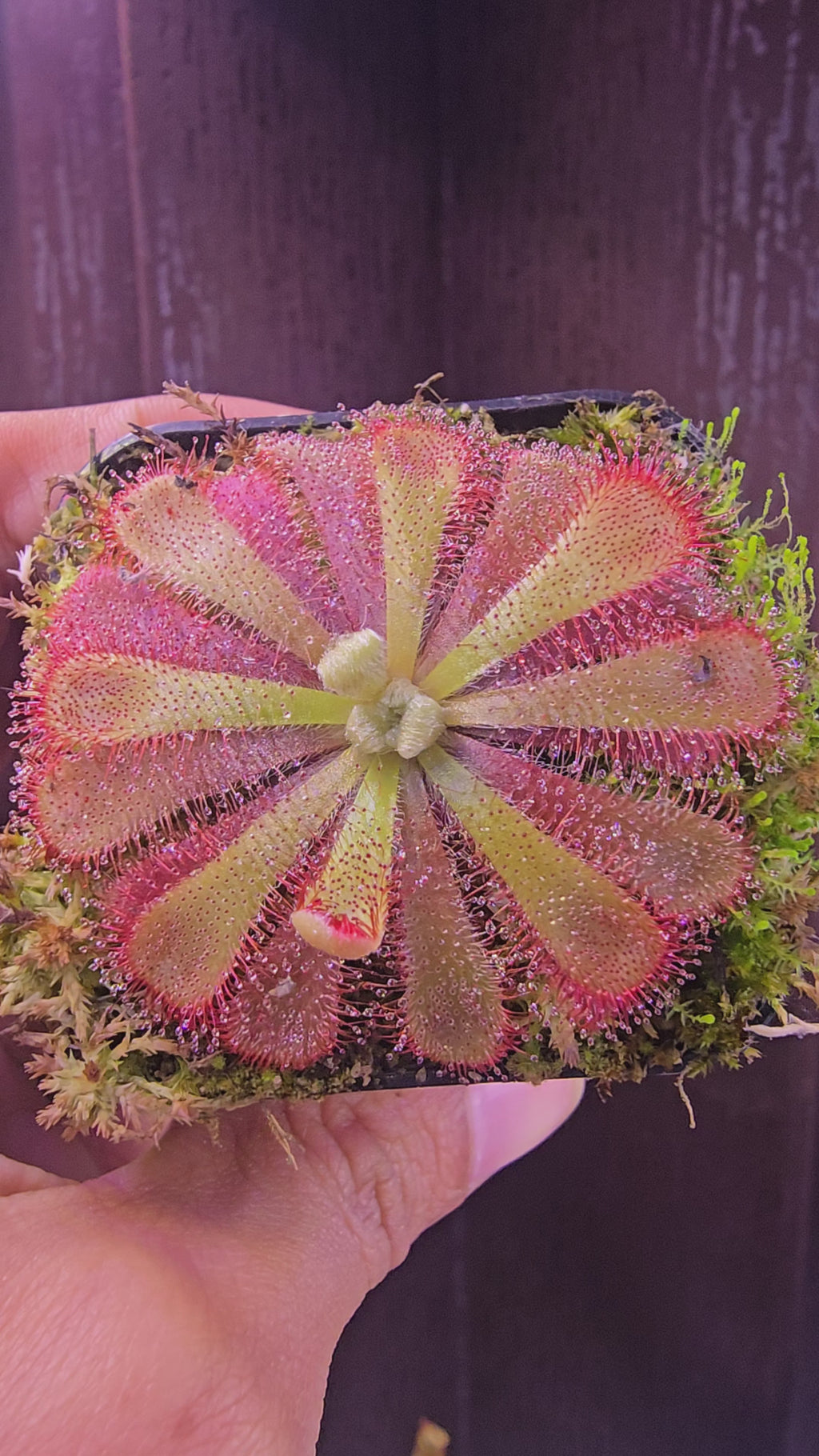 Drosera aliciae