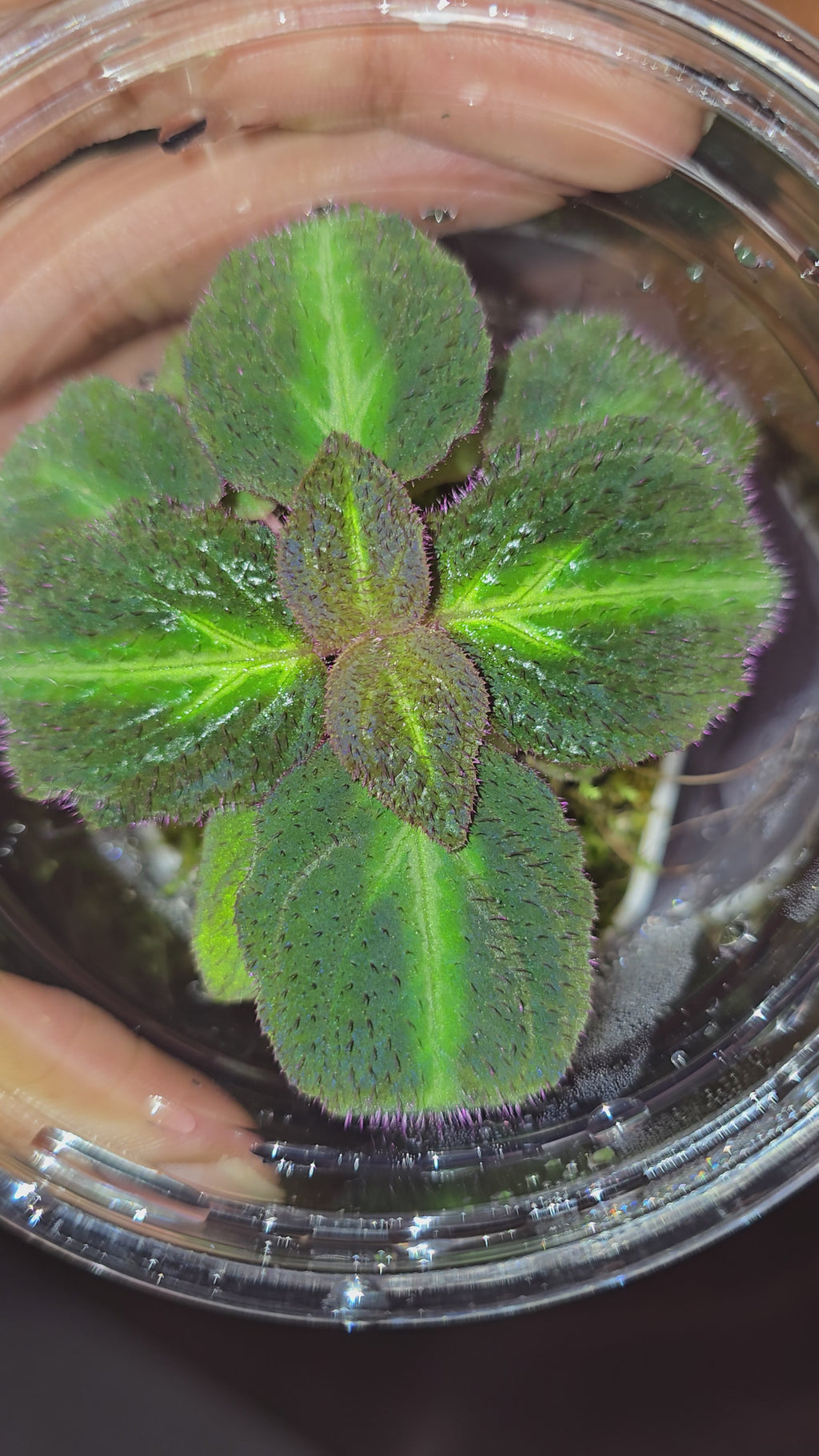Sonerilla sp. fluo