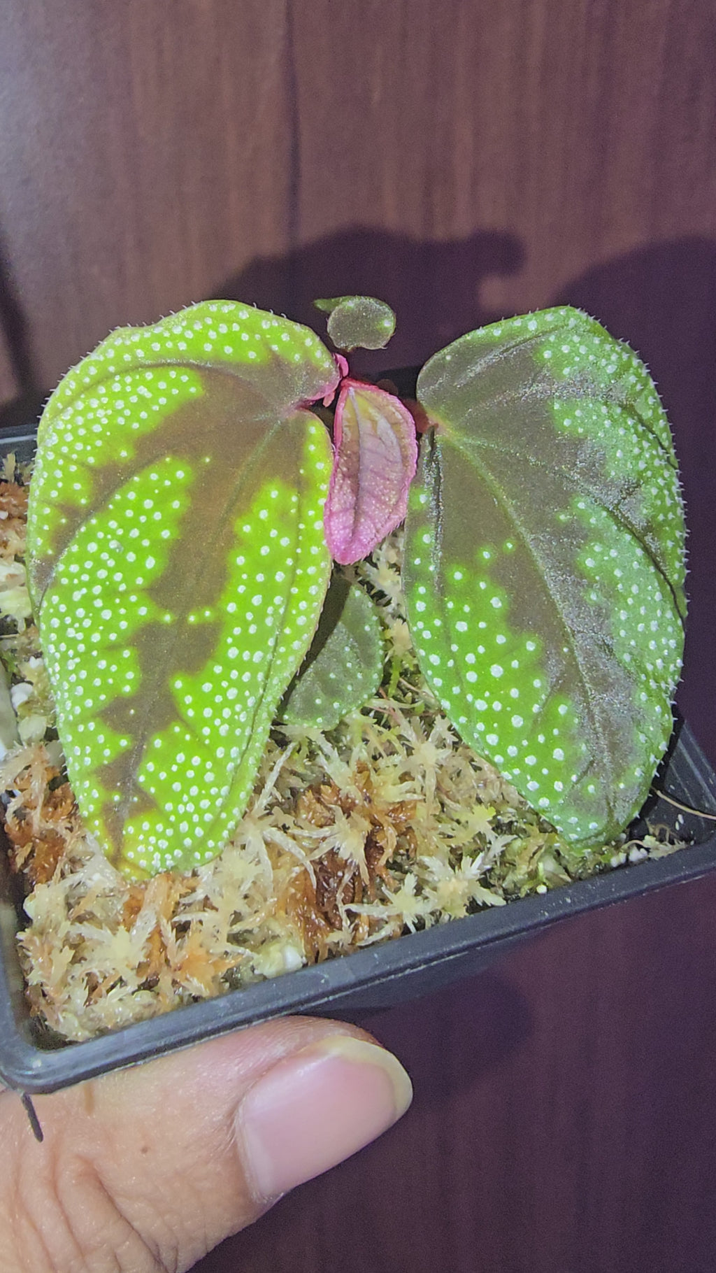 Sonerilla sp Galaxy arms