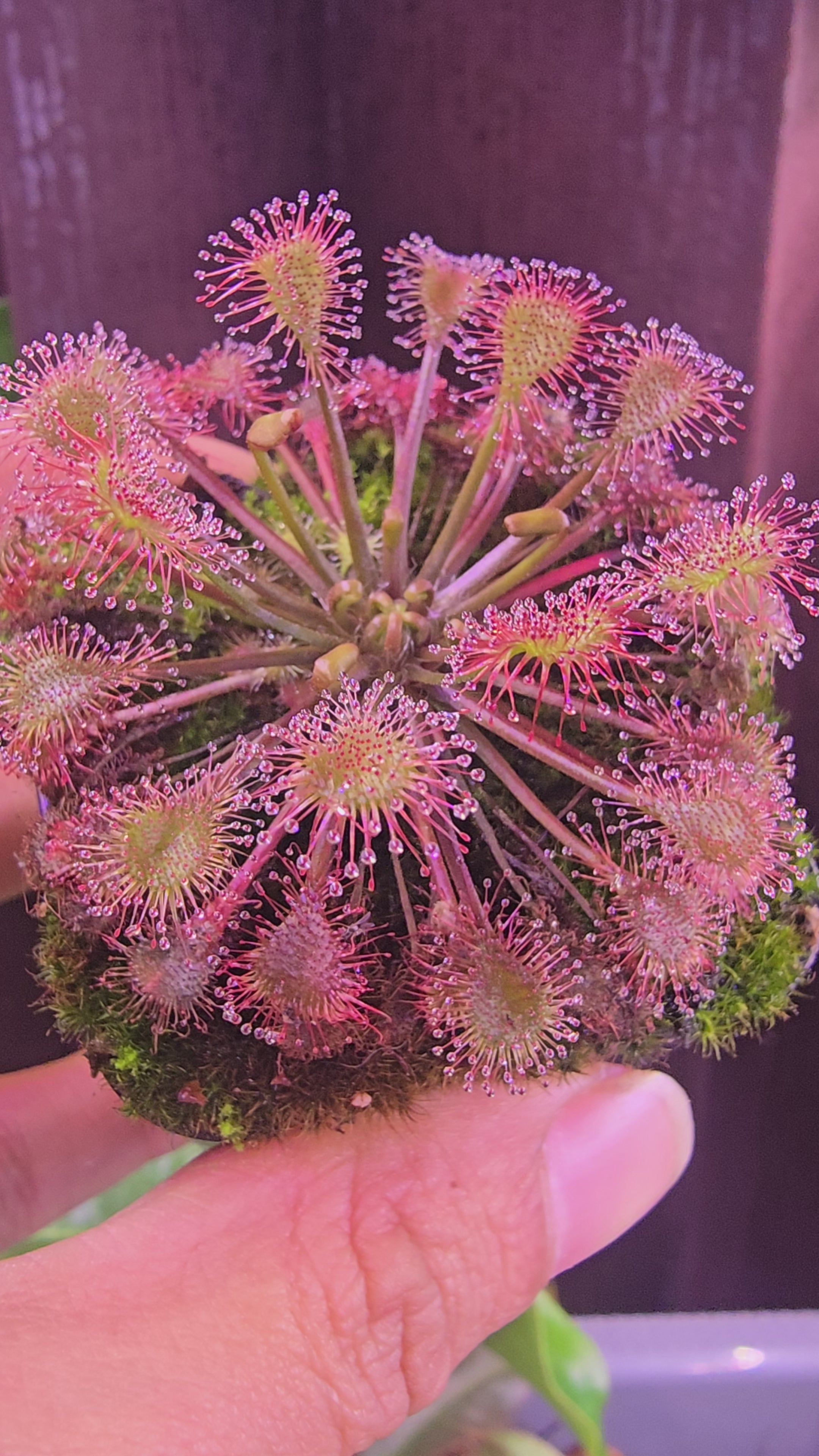 Drosera x eloisiana