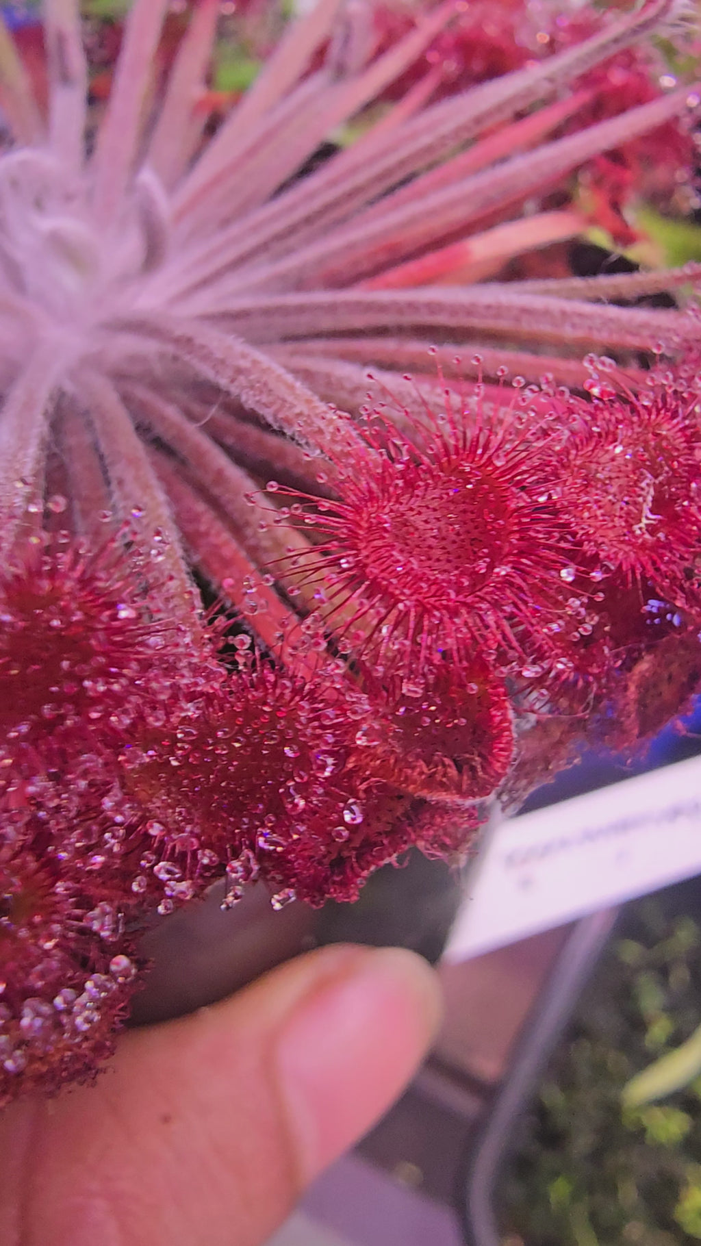 Drosera falconeri x lanata x paradoxa (tsv clone)