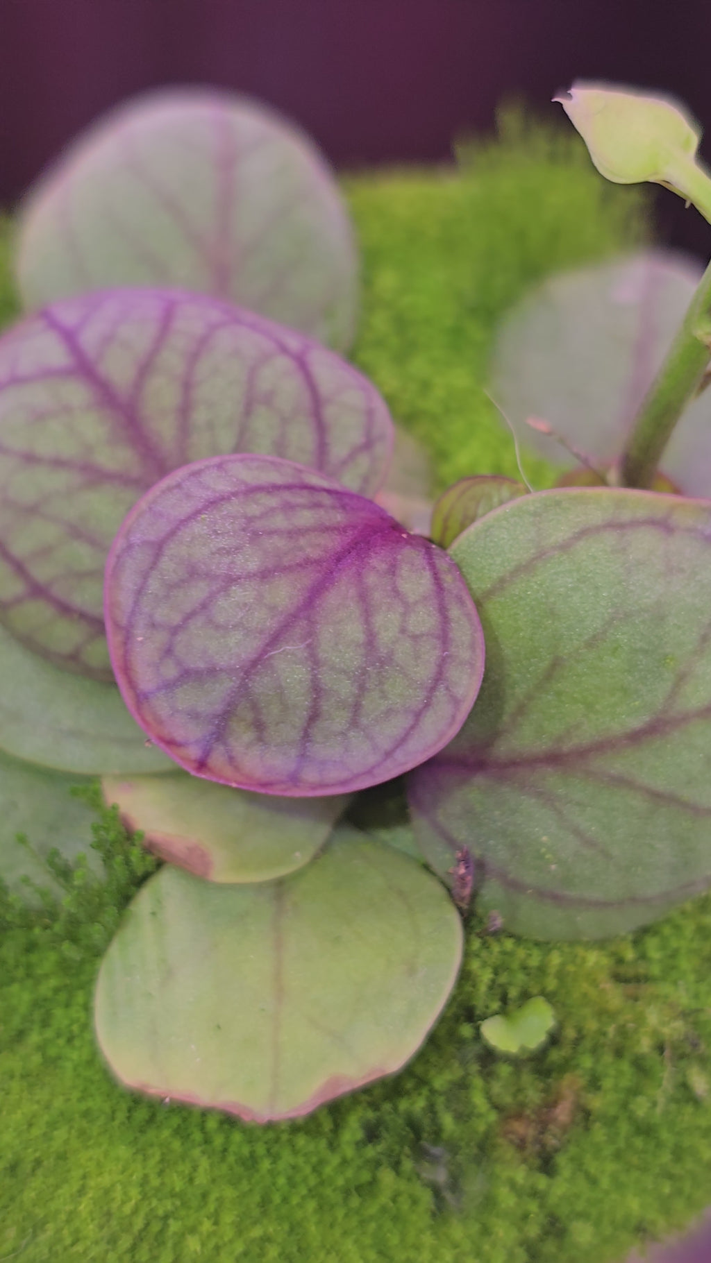 Utricularia calycifida 'Gran Sabana'