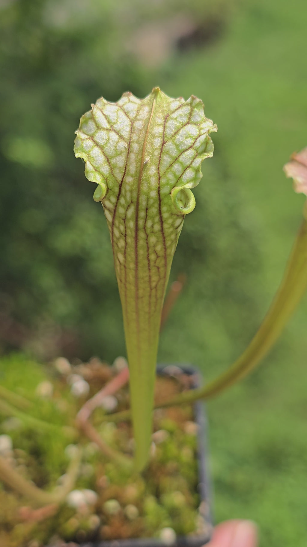 Sarracenia open pollinated hybrid