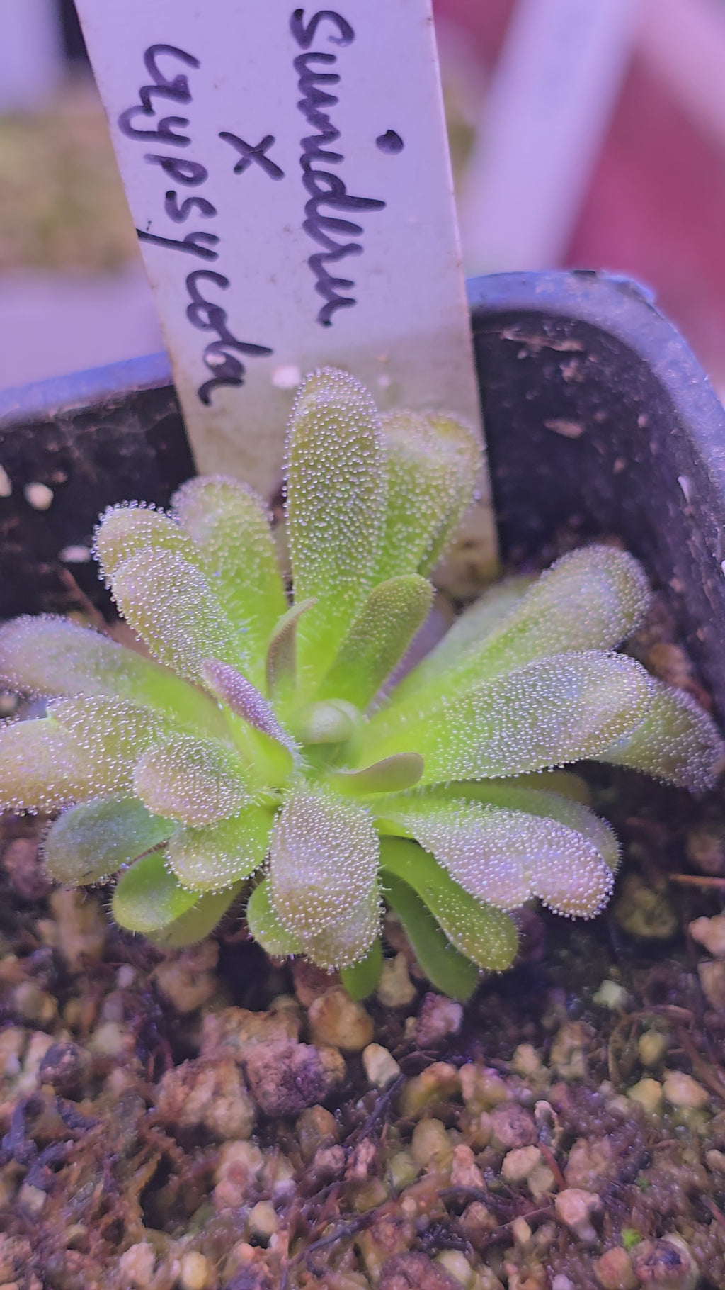 Pinguicula sumidero x gypsicola
