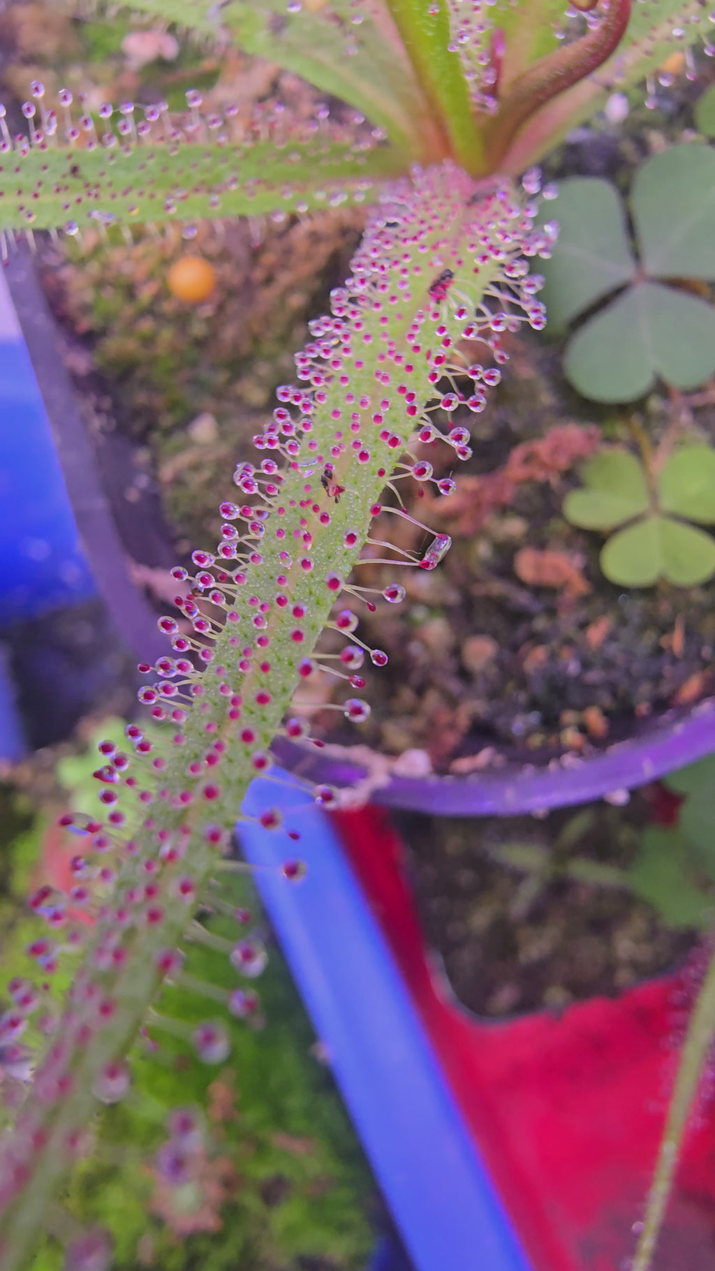 Dorsera regia (King Sundew)