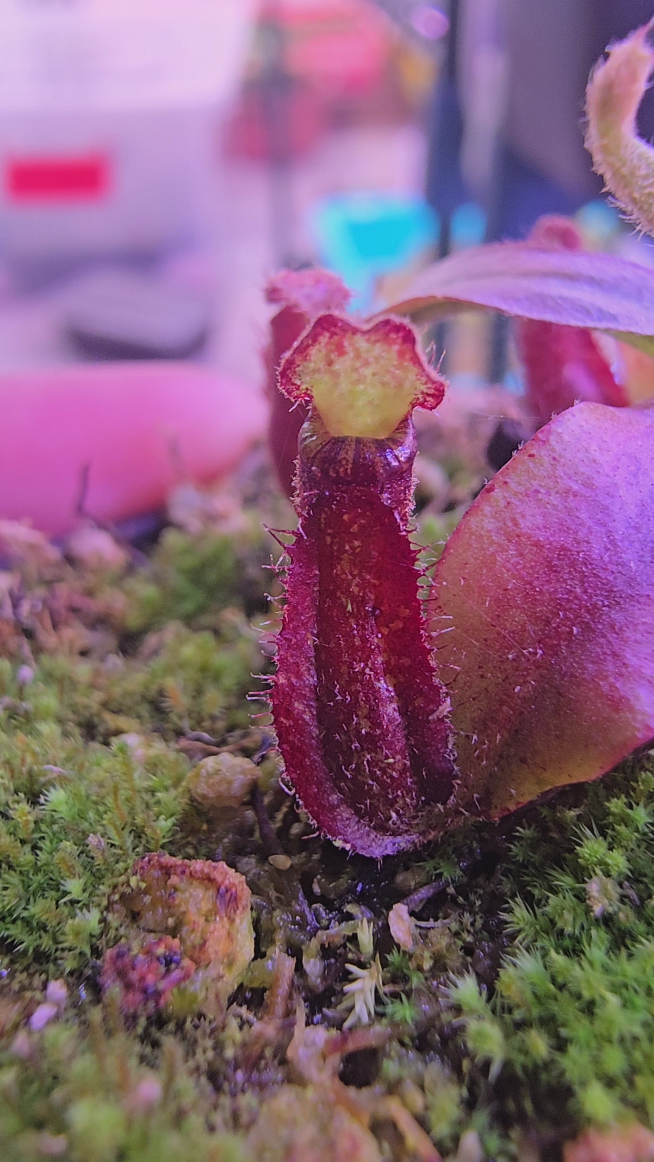 N.(viking x amp BM) x [(rokko x bosch) x veitchii]