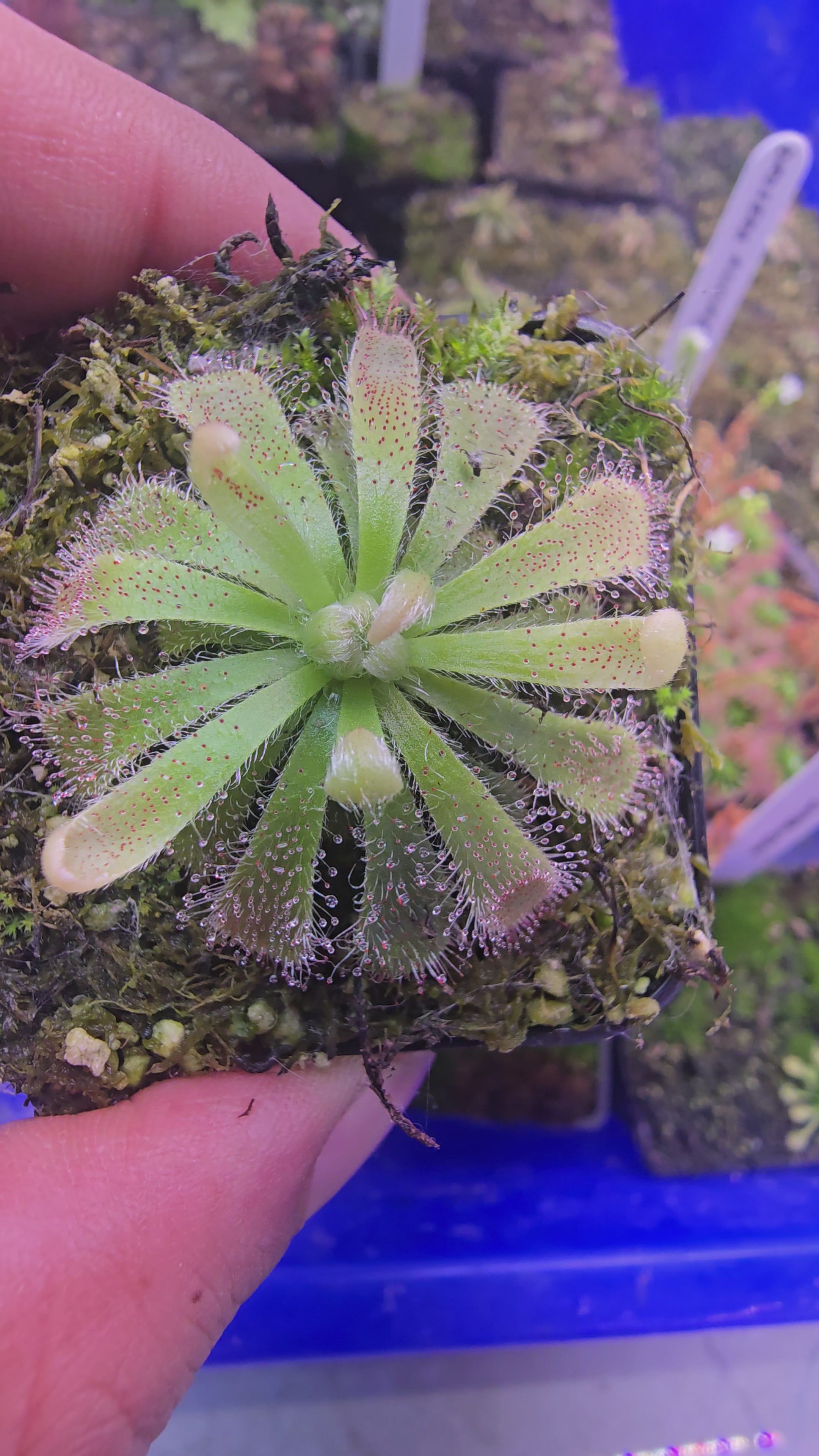 Drosera aliciae
