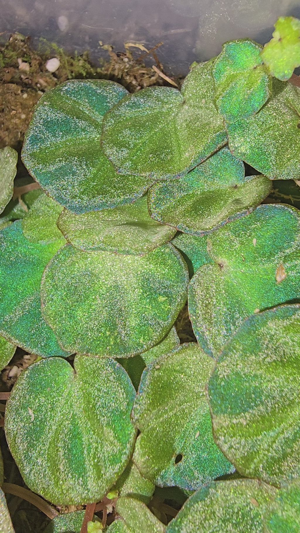 Begonia licheneora