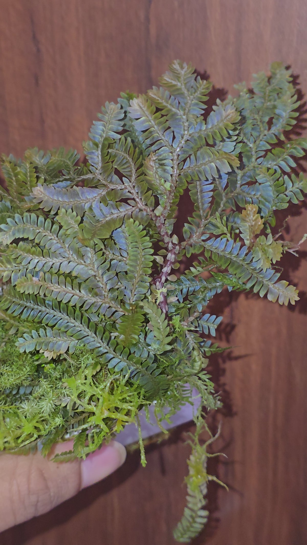 Selaginella sp. Sarawak
