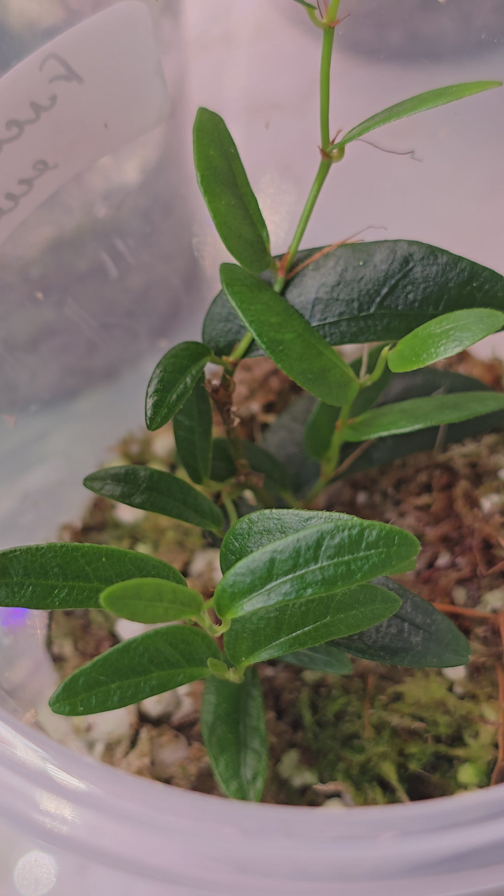 Ficus ruginervia