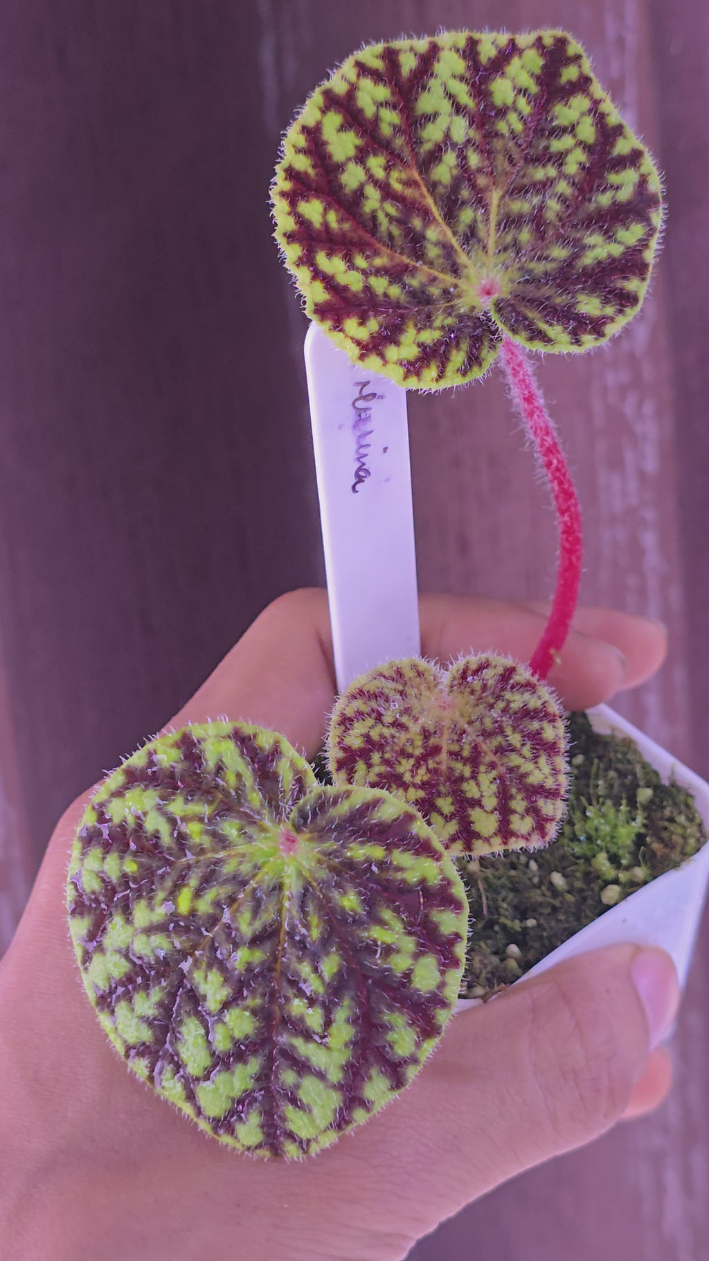Begonia murina