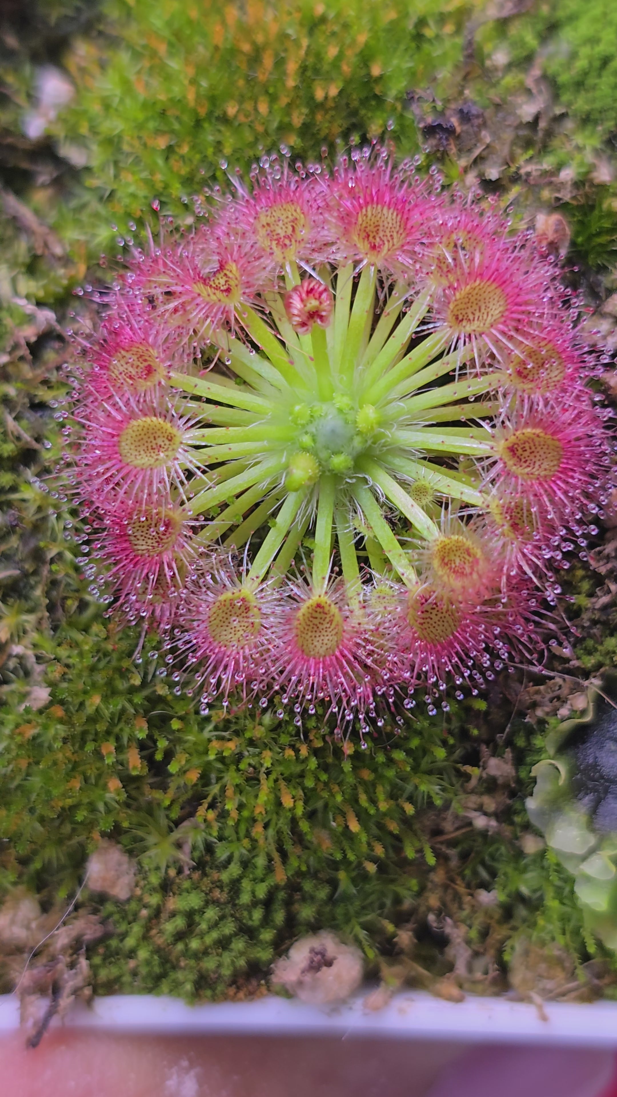 Drosera callistos
