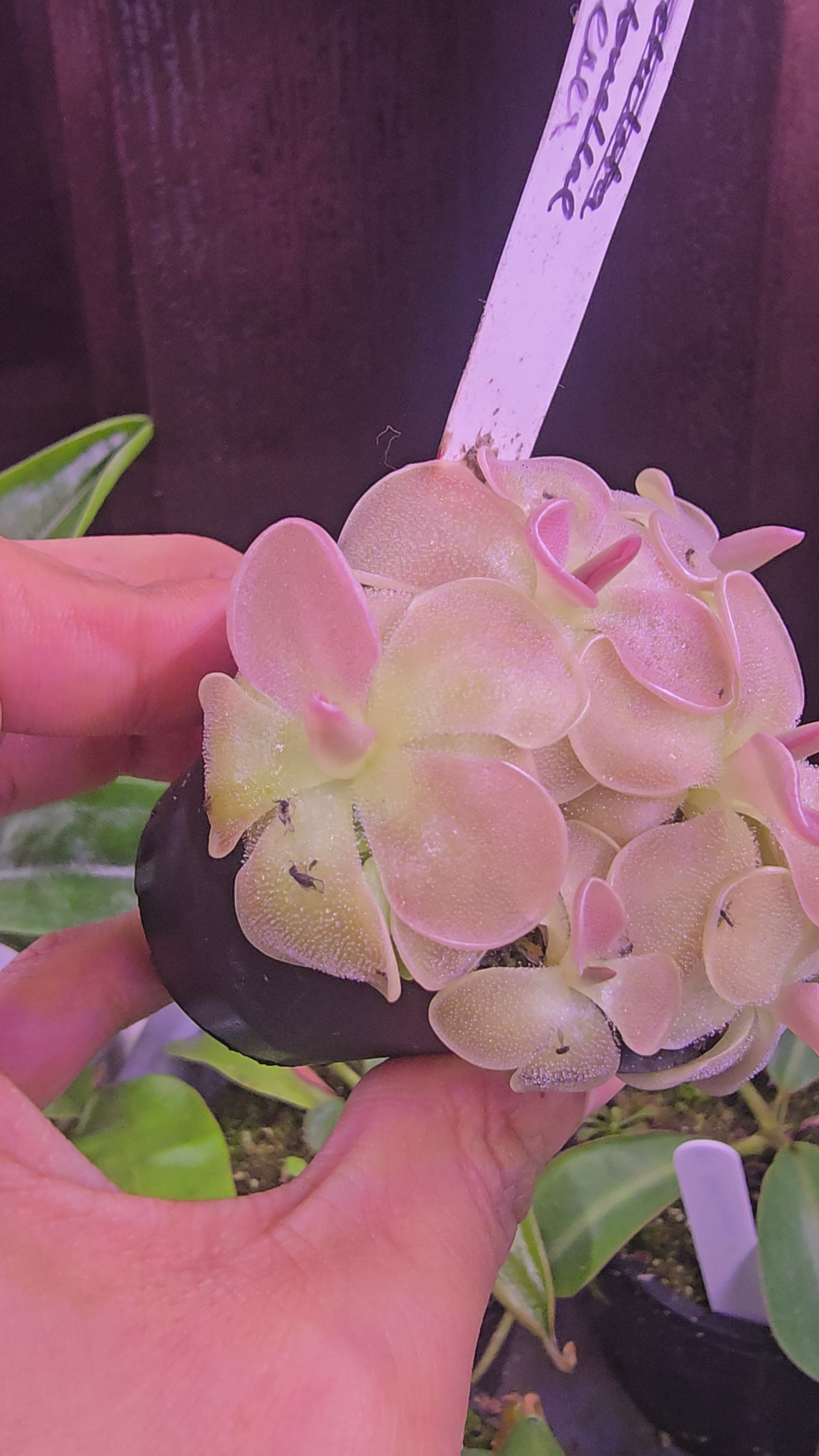 Pinguicula weser