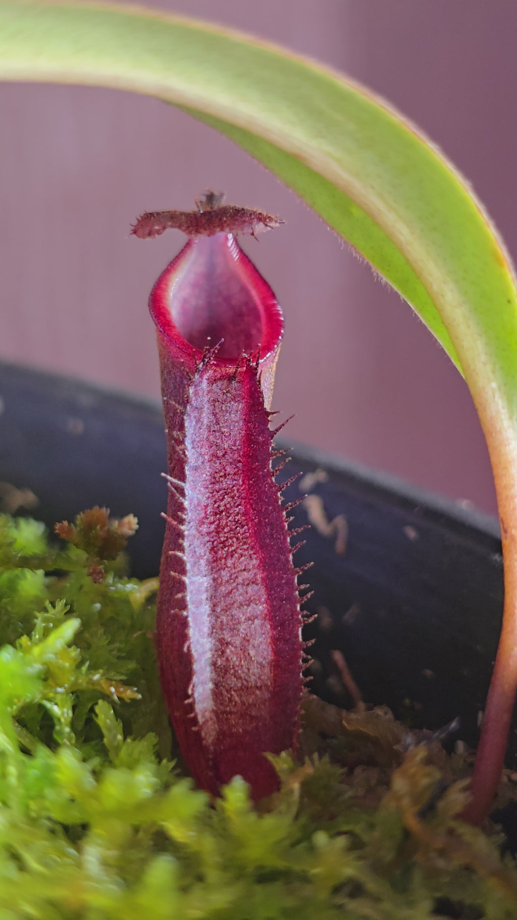 Nepenthes ramispina × singalana BE 3829