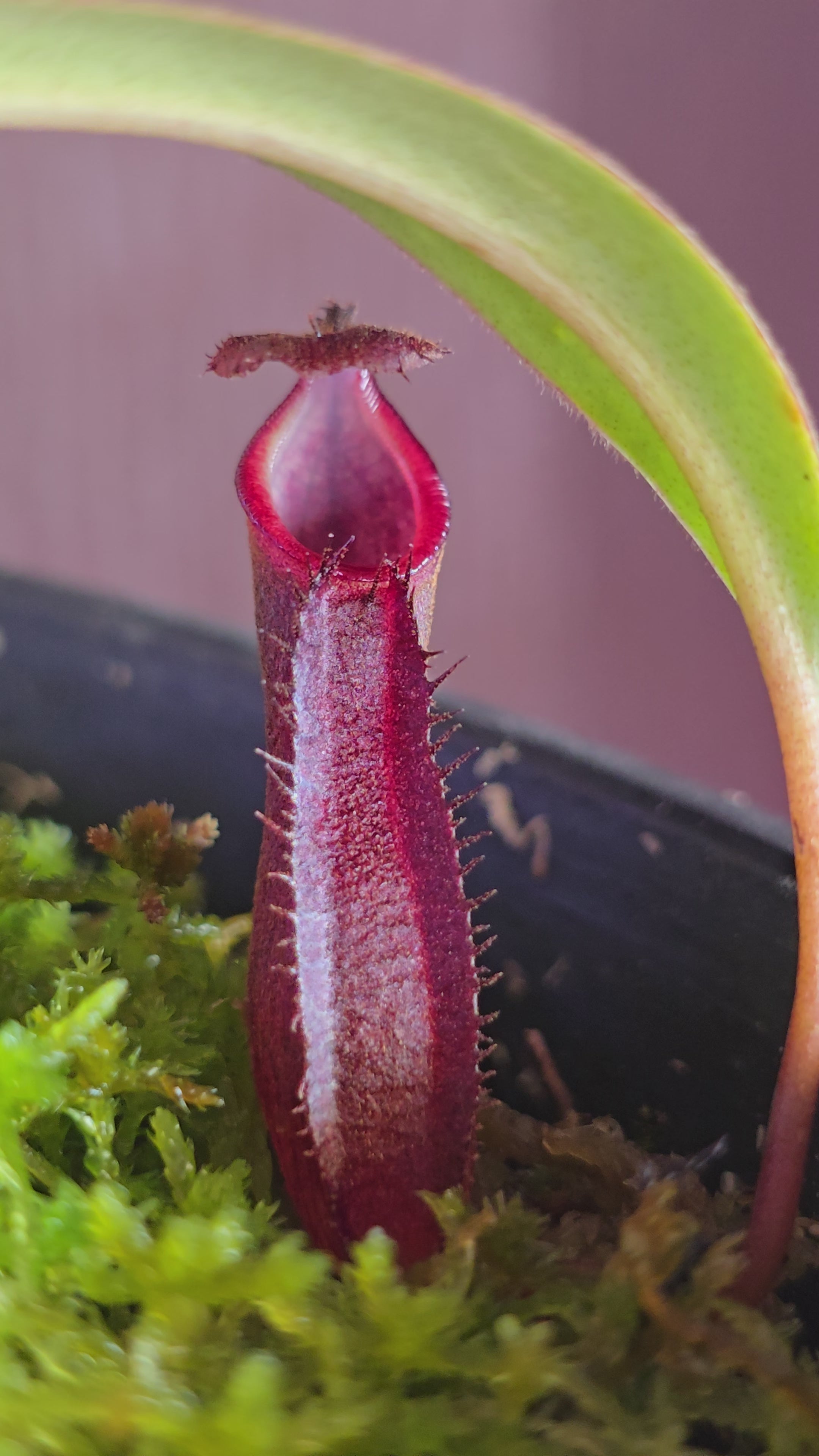 Nepenthes ramispina × singalana BE 3829