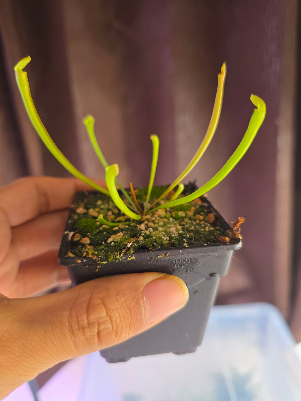 Sarracenia open pollinated hybrid