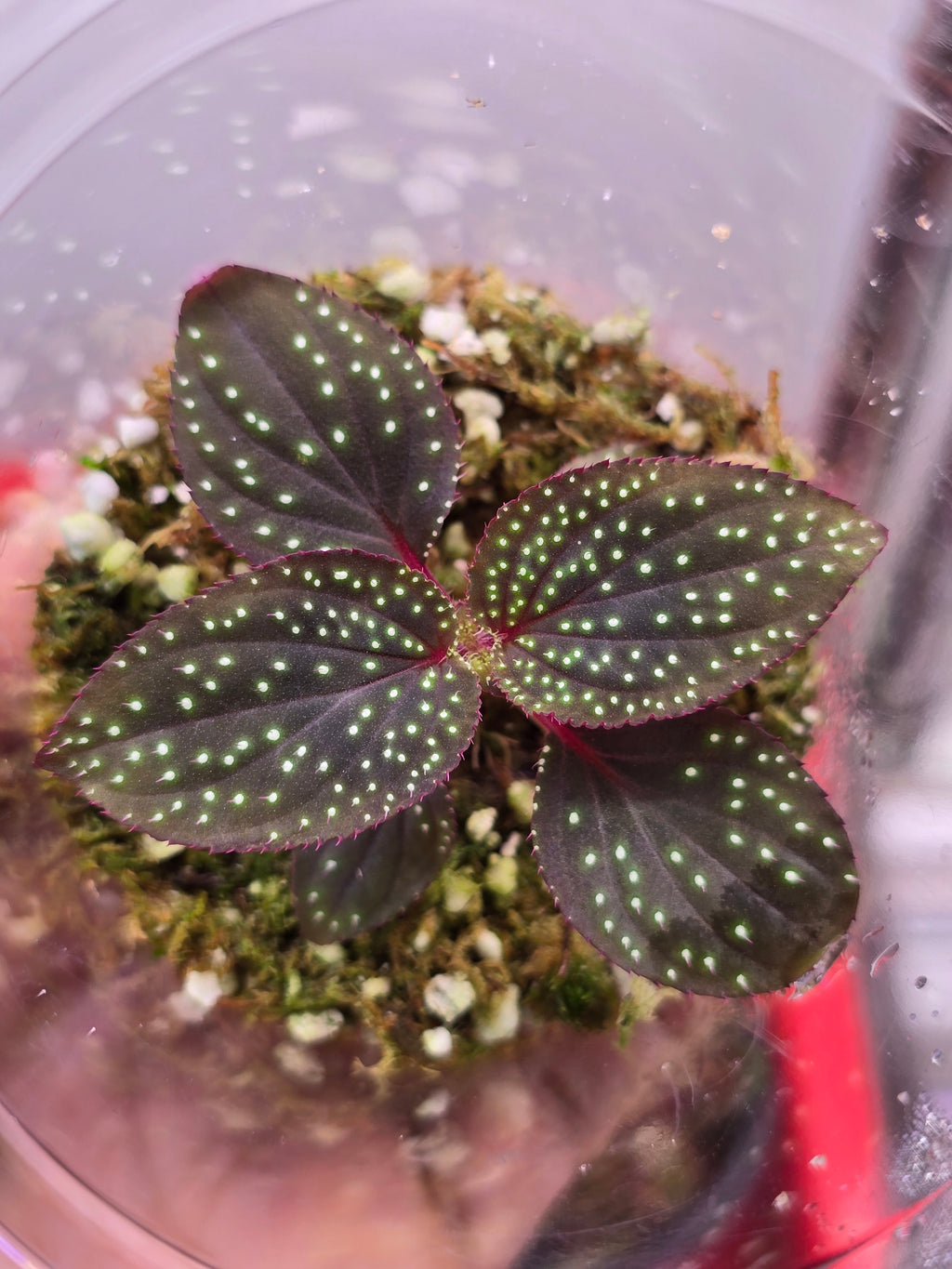 Sonerilla sp green spotted
