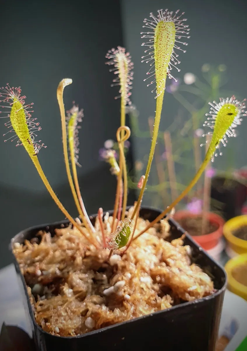 Drosera – The Shaman Valley