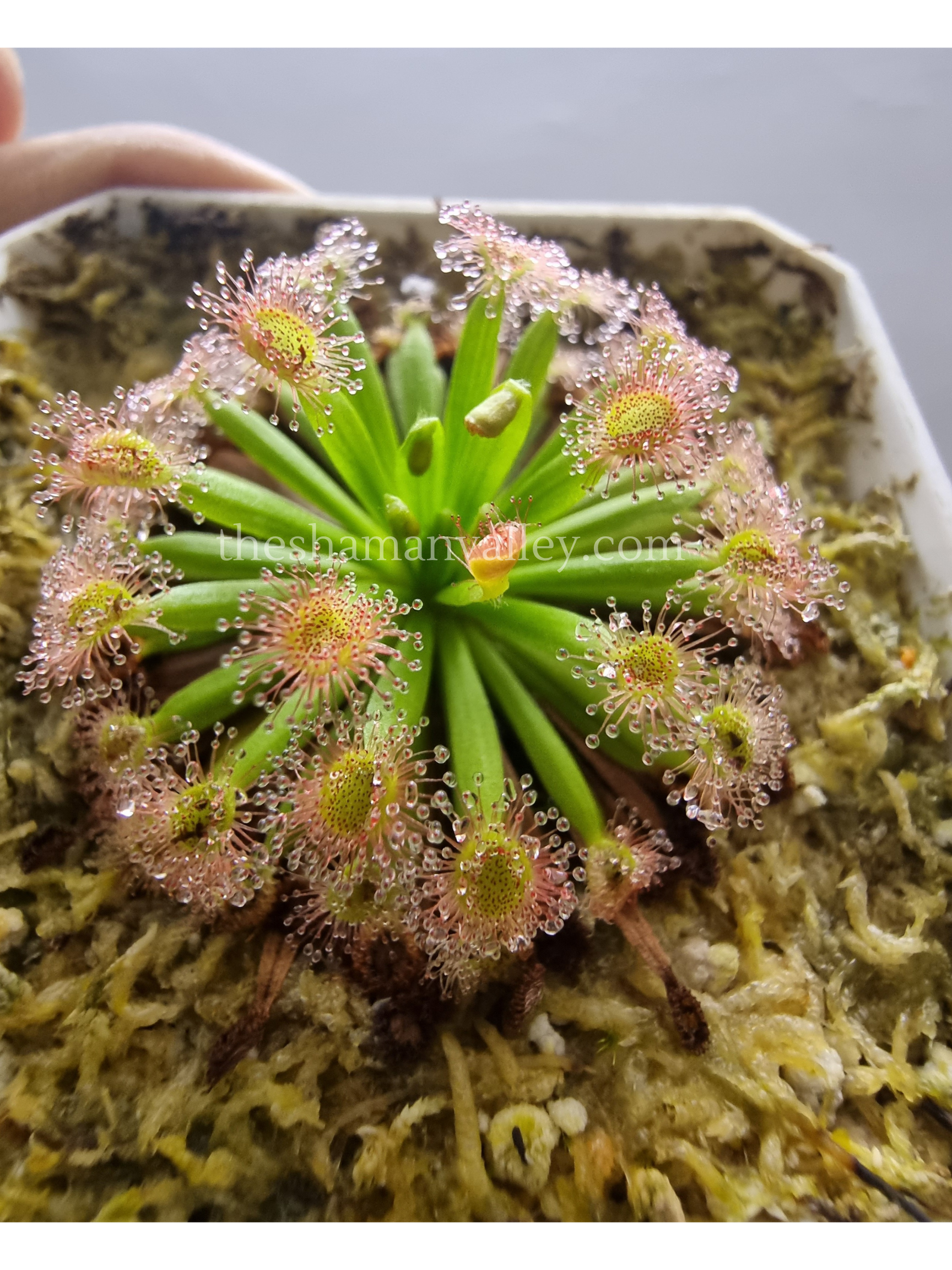 Drosera Fulva